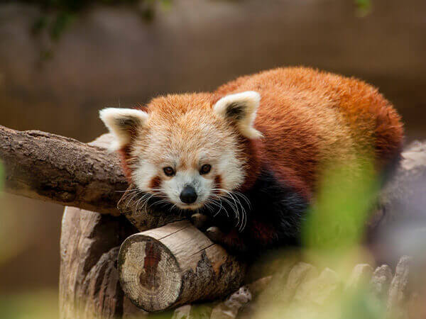 Unveiling Nature's Best 